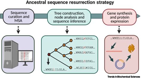 Ancestral Sequence Reconstruction PDF