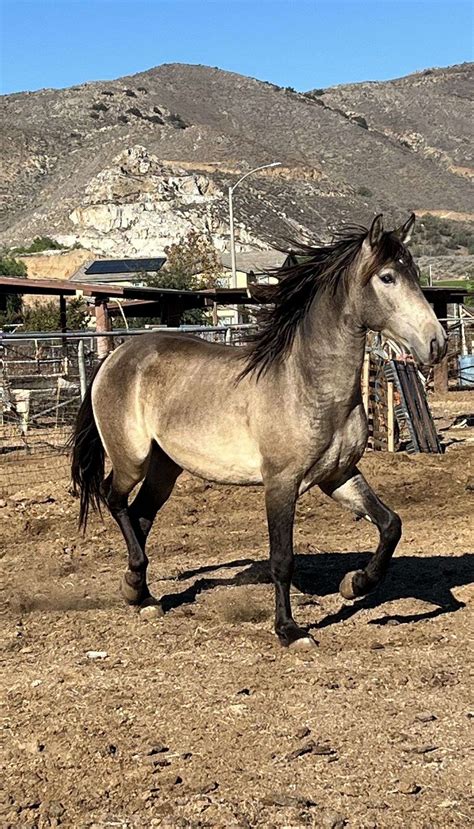 Andalusian Horse Buckskin: 10,000+ Words of Captivating Insights