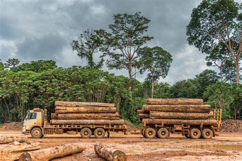 Andirá PR: A Madeira Milagrosa da Amazônia