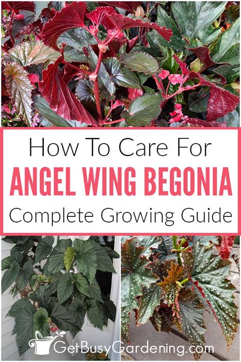 Angel Wing Begonia: A Comprehensive Guide to Cultivation, Care, and Propagation