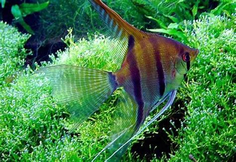 Angelic Grace: A Comprehensive Guide to Captivating Freshwater Angel Fish