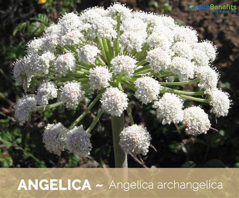 Angelica Bell: A Powerful Herb for Health and Well-being