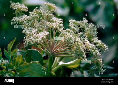 Angelica sinensis (dong quai):