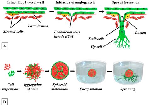 Angiogenesis In Vitro Systems PDF