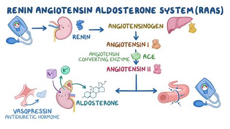 Angiotensin PDF