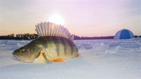 Angler Content Warning: A Comprehensive Guide for Safe and Ethical Ice Fishing