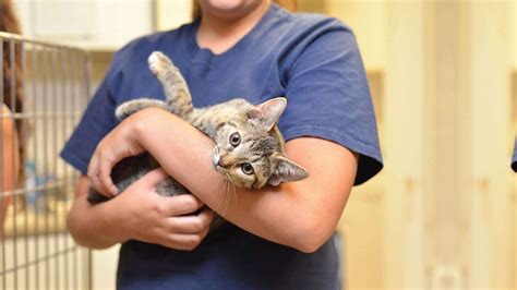 Animal Adoption in Cincinnati, Ohio: A Comprehensive Guide