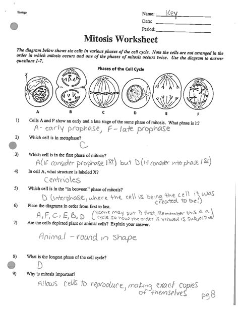 Animal Cell Mitosis And Cytokinesis Worksheet 16 Answers Doc