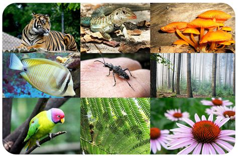 Animal Earth The Amazing Diversity of Living Forms Reader