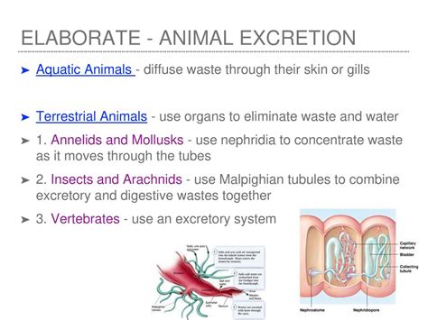 Animal Excretion Answers PDF