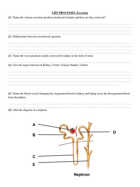 Animal Excretion Worksheet Ap Biology Answers Doc