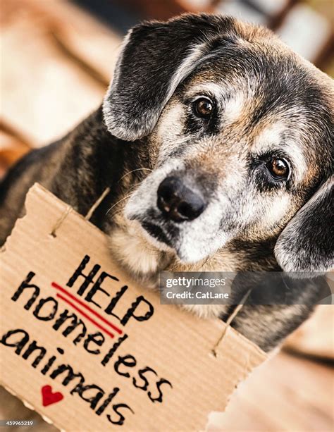 Animal Homelessness: