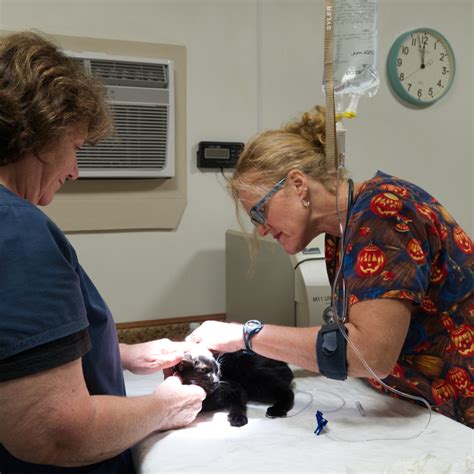 Animal Intake and Sheltering: