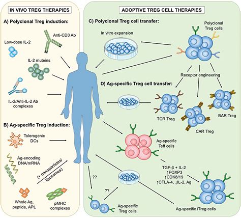Animal Models of T Cell - Mediated Skin Diseases Doc