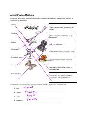 Animal Phylum Matching Answers Reader