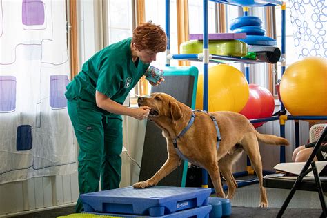 Animal Physical Therapist Careers with Animals Kindle Editon