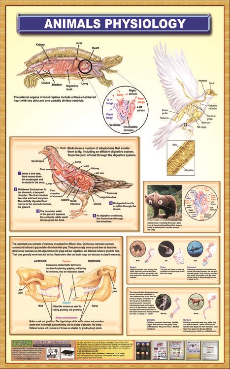 Animal Physiology Doc