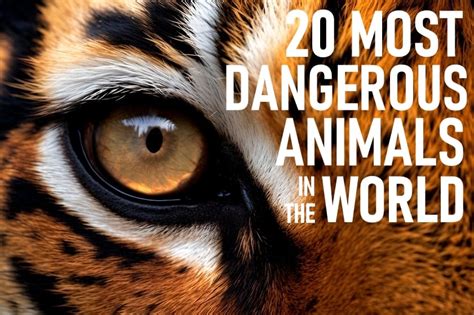 Animal Planet World s Most Dangerous Animals Epub