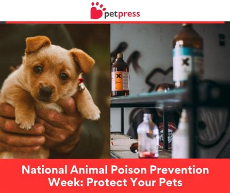 Animal Poison Control: A Lifeline for Pet Owners