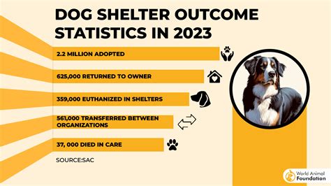 Animal Shelter Statistics in West Seneca