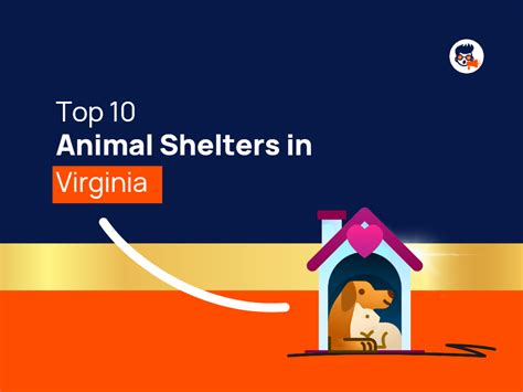 Animal Shelters in Virginia: A Comprehensive Guide to 4 Shelters Saving Countless Lives