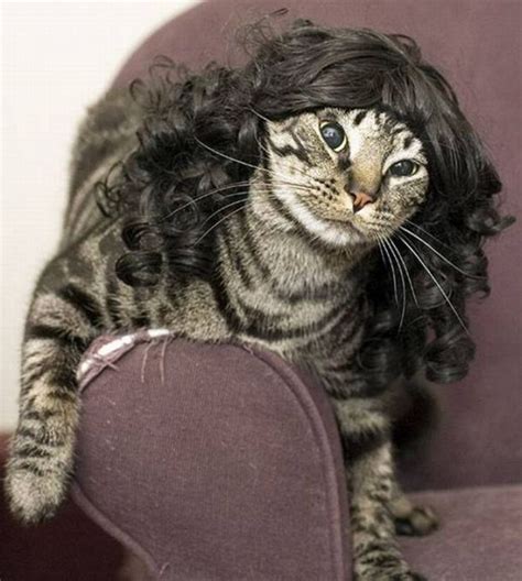 Animal Wigs: The Ultimate Guide to Enhance Your Pet's Style