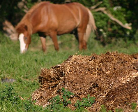 Animal manure: