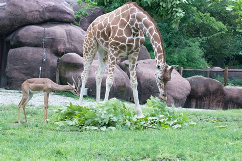 Animals Always: 100 Years at the Saint Louis Zoo PDF