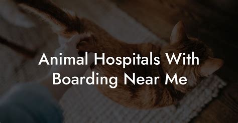 Animals Hospitals Near Me: A Comprehensive Guide to 30+ Local Options