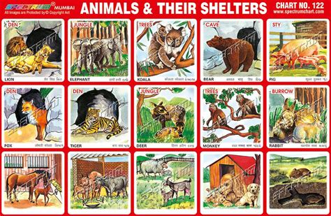 Animals and Their Shelters PDF