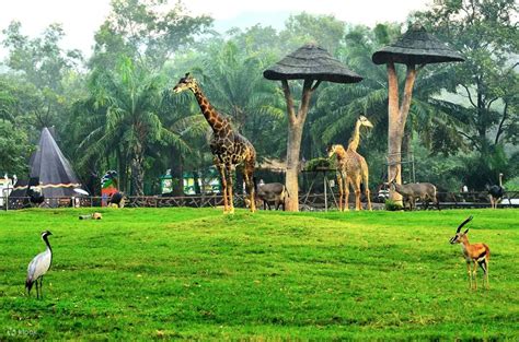 Animals at Khao Kheow Open Zoo