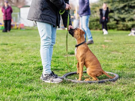 Ann Umbird: Revolutionizing Dog Training with Positive Reinforcement