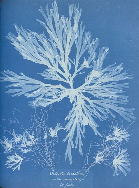 Anna Atkins Biography and Photographs of British Algae Cyanotype Impressions PDF