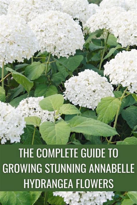 Annabella Flowers: A Comprehensive Guide to Growing, Caring, and Enjoying These Stunning Blooms