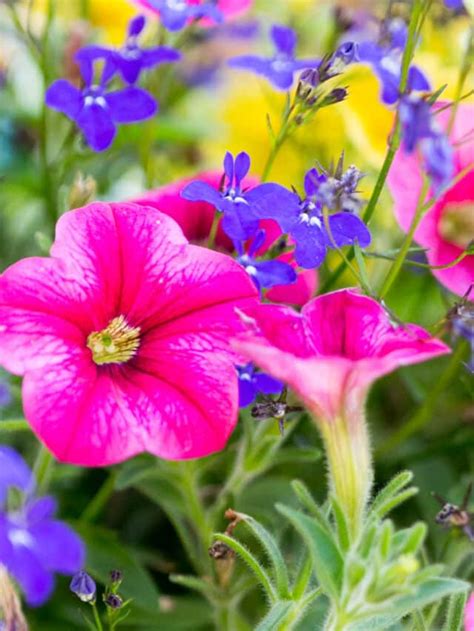 Annuals: