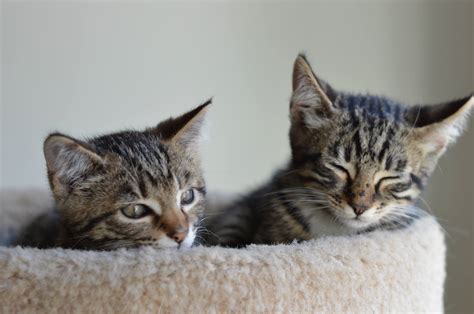 Another Chance Cat Adoption: Giving Feline Friends a Second Lease on Life