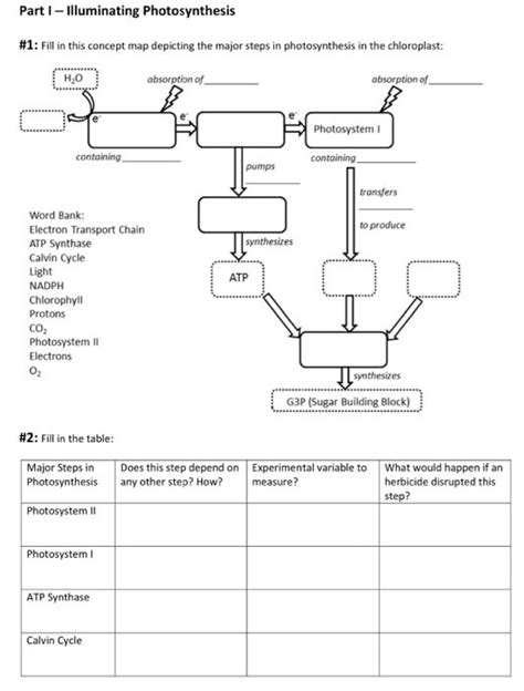 Answer Key For A Photosynthesis Diagram Reader