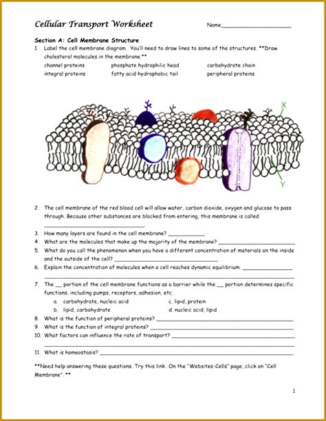 Answer Key For Cell Differentiation 10 4 Reader