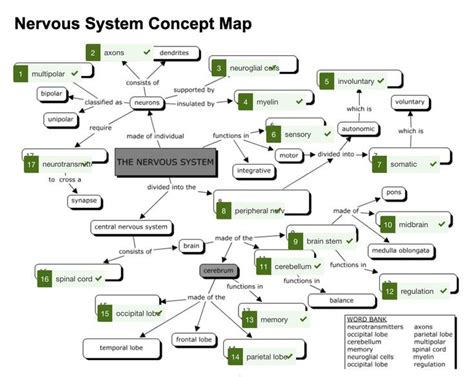 Answer Key For Nervous System Concept Map PDF