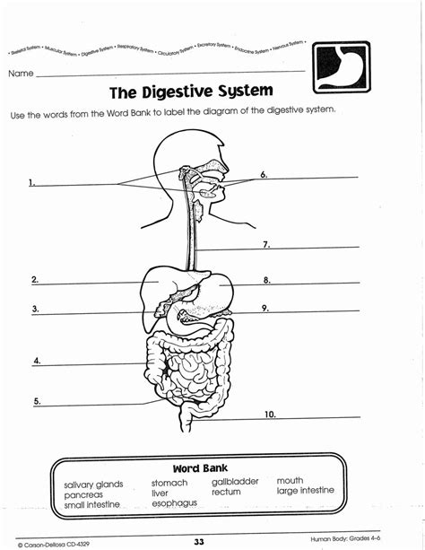 Answer Key For The Digestive System Doc