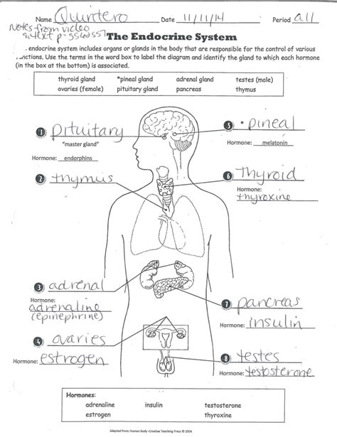 Answer Key For The Human Endocrine System Biology If8765 Reader