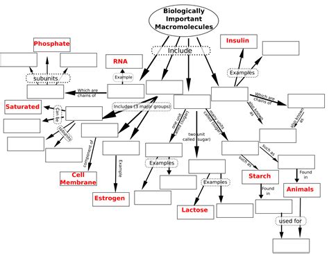 Answer Sheet For Macromolecules Concept Map Doc