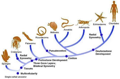 Answer To Echinoderms Invertebrate Chordates Doc