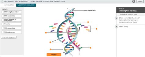 Answers Dna Biology And Technology 13 2 PDF