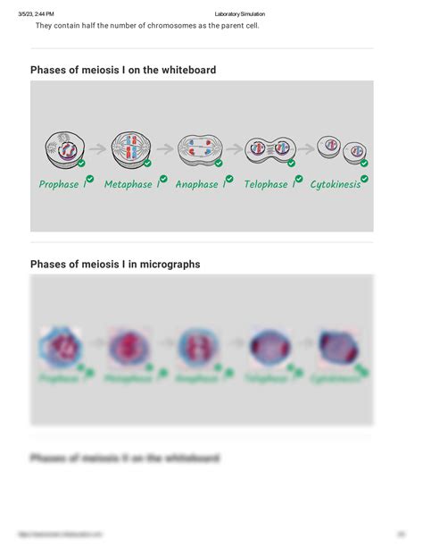 Answers For Meiosis Lab By Kim Kindle Editon