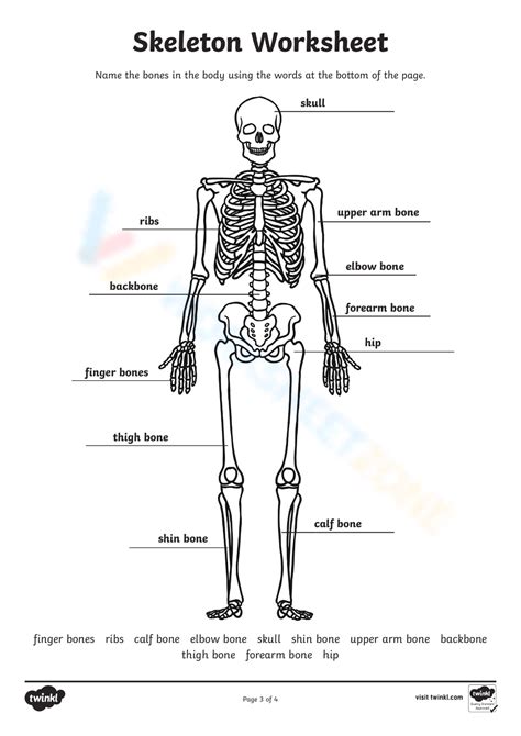 Answers For Our Skeleton Work Sheet Reader