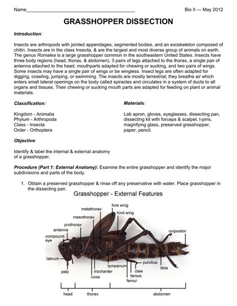 Answers Grasshopper Dissection Lab Biology Junction PDF