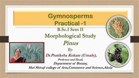 Answers Of Practical Task Gymnosperm The Pinus PDF