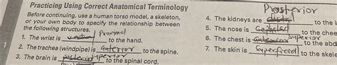 Answers Practicing Using Correct Anatomical Terminology PDF