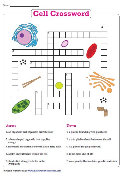 Answers To Activity Vocabulary Cellular Crosswords PDF